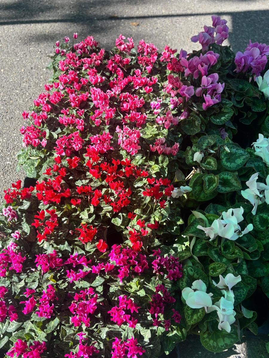 Ciclamini in vari colori