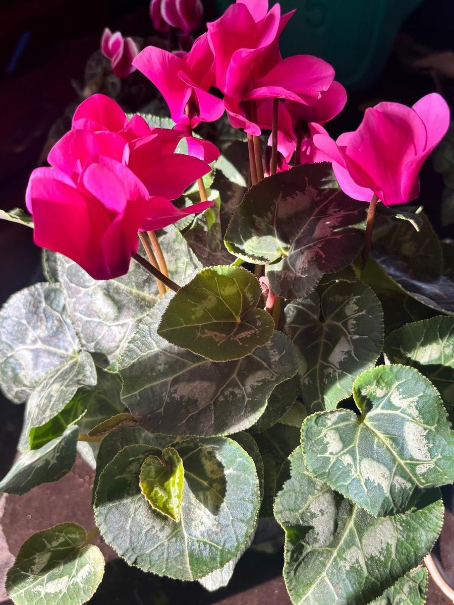 Ciclamini colorati all'ingrosso, fiori stagionali autunnali