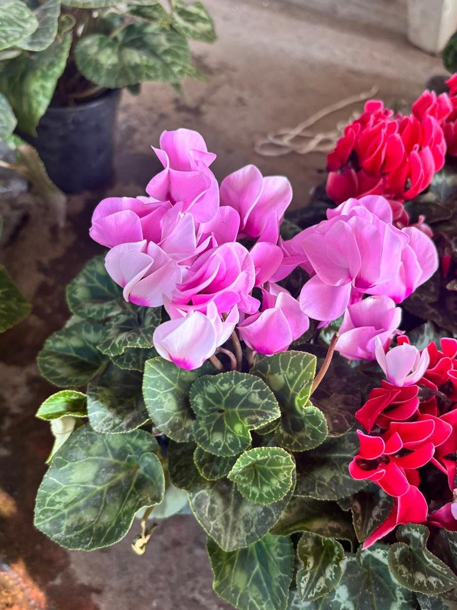 Fiori all'ingrosso