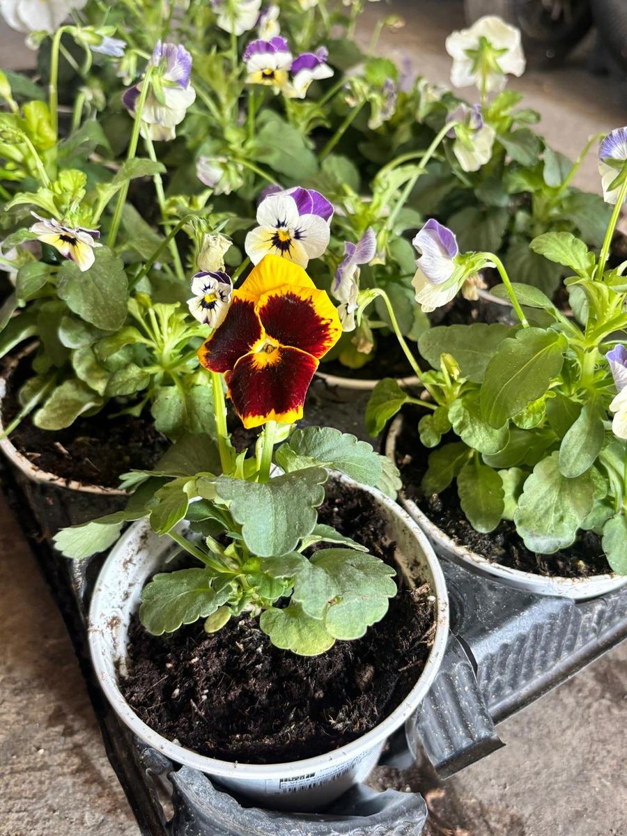 Viole del pensiero all'ingrosso, fiori decorativi di stagione