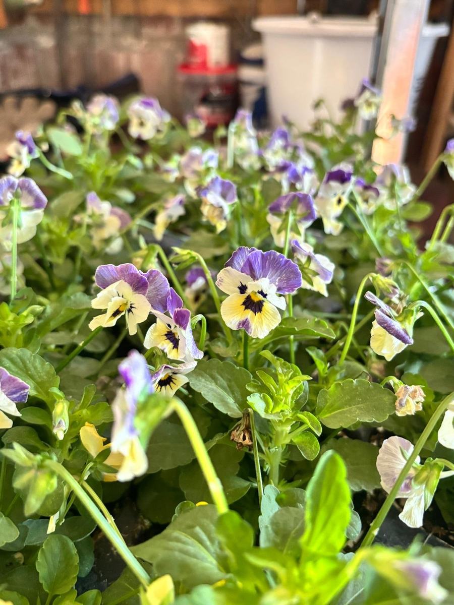 Viole del pensiero viola e giallo
