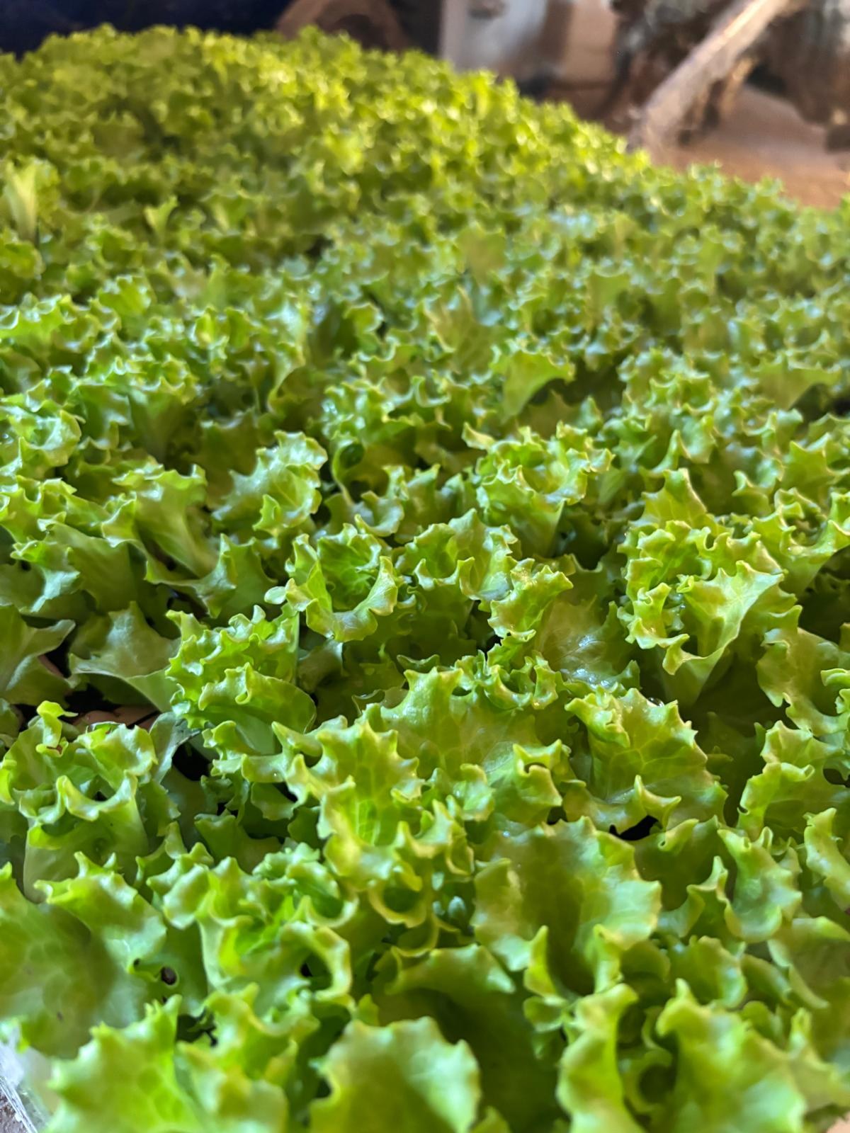Campo di insalata riccia coltivata, produzione all'ingrosso