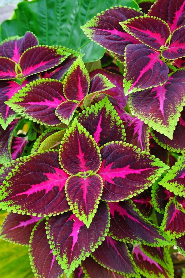 Coleus dalle foglie decorative