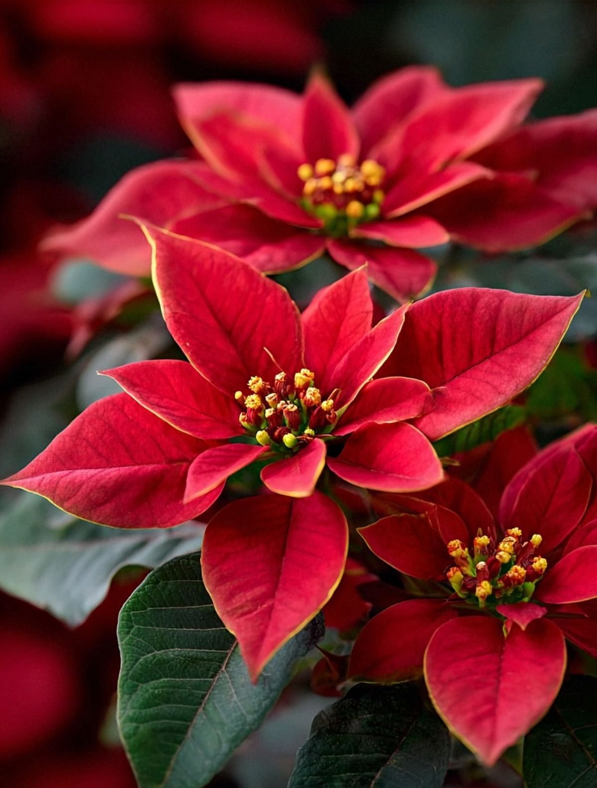 Stelle di Natale rosse